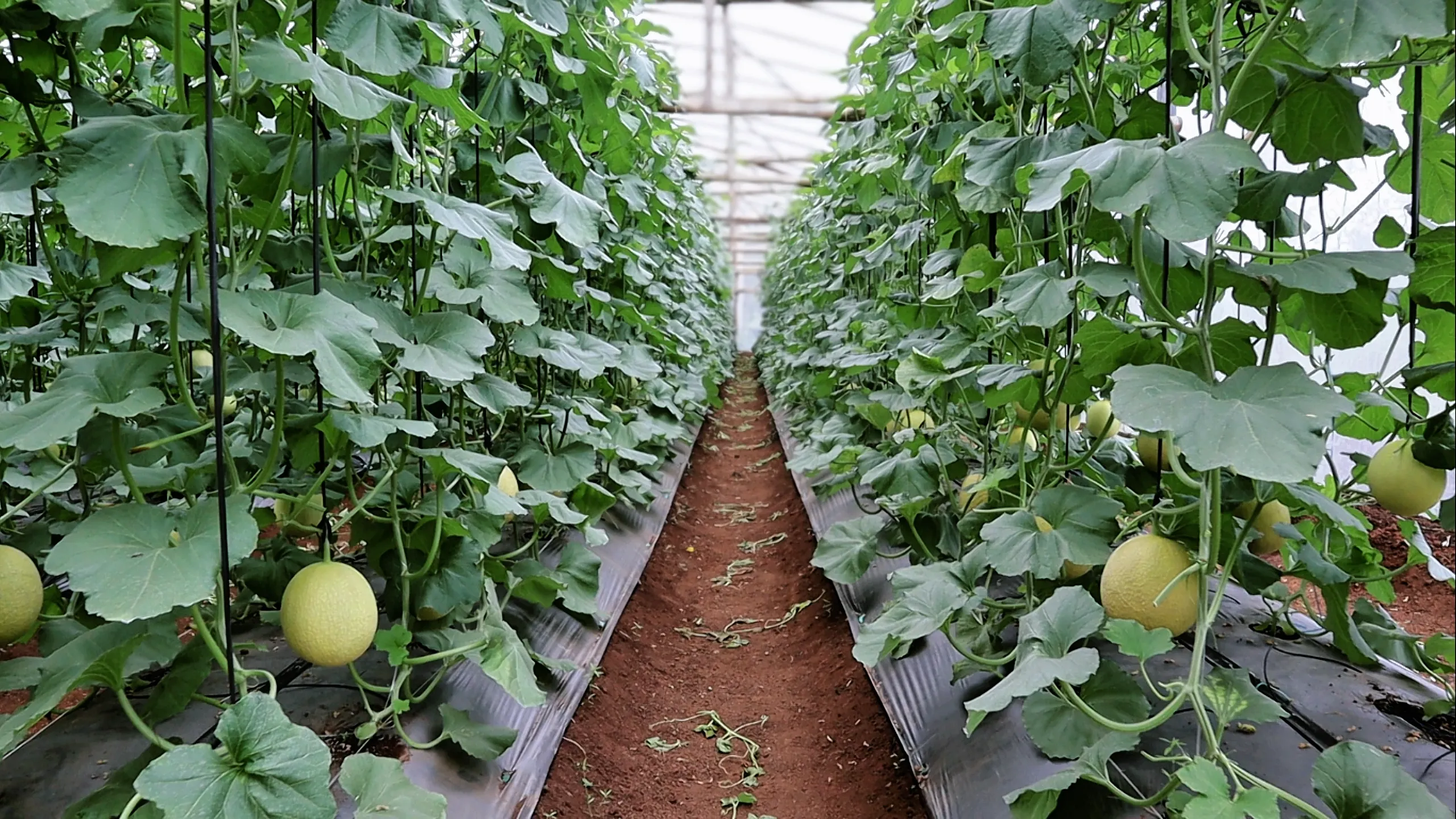 Pembuatan Greenhouse