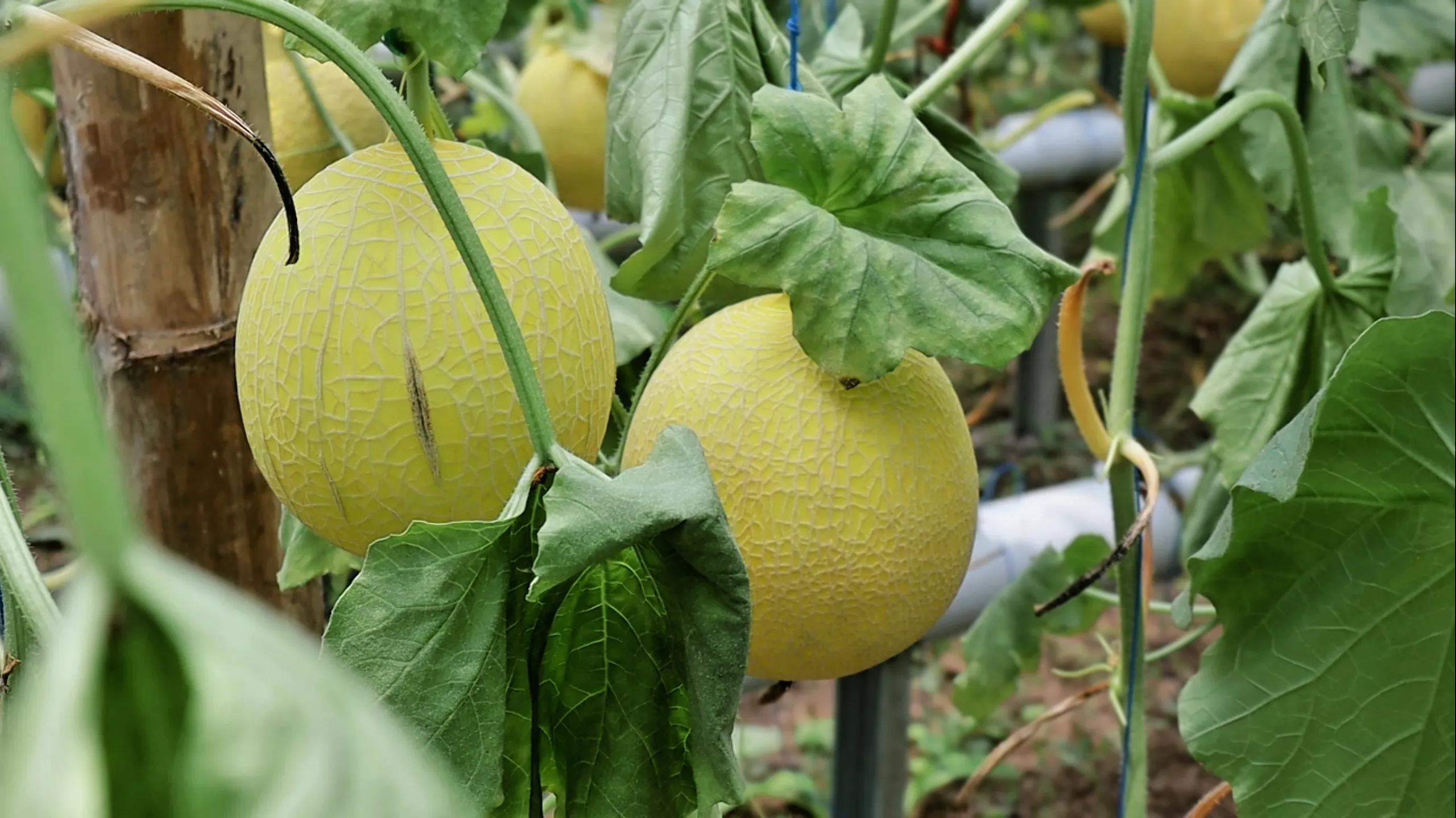Budidaya Melon