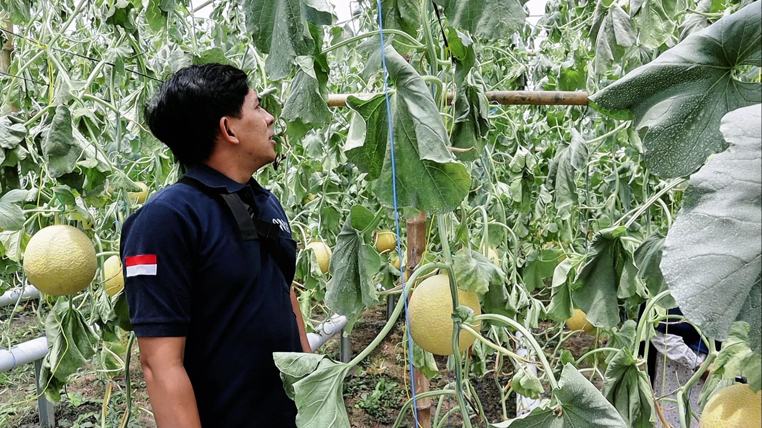 Pendidikan & Pelatihan Budidaya Melon